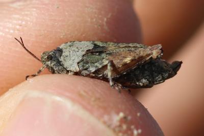 <i>Tetrix tenuicornis</i>