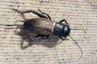 <i>Gryllus campestris</i>