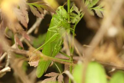 <i>Tettigonia viridissima</i>