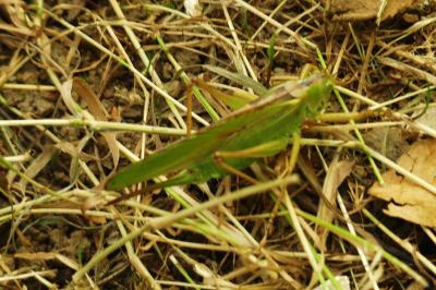 <i>Tettigonia viridissima</i>