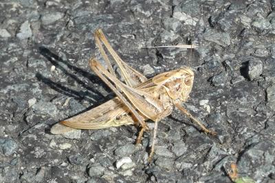 <i>Platycleis affinis</i>