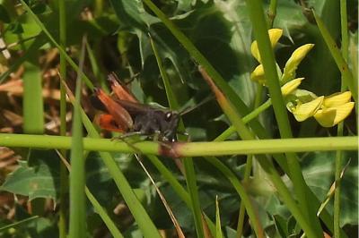 <i>Omocestus rufipes</i>