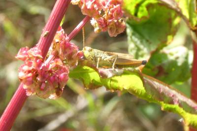 <i>Pseudochorthippus parallelus</i>