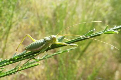 <i>Uromenus rugosicollis</i>