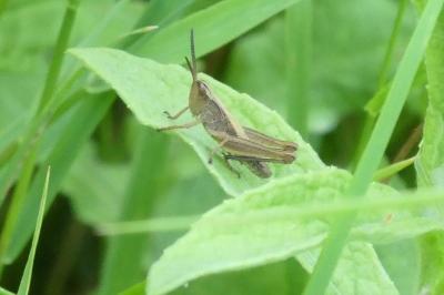 <i>Euchorthippus declivus</i>