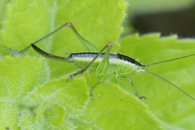 <i>Conocephalus fuscus</i>