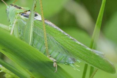 <i>Tettigonia viridissima</i>