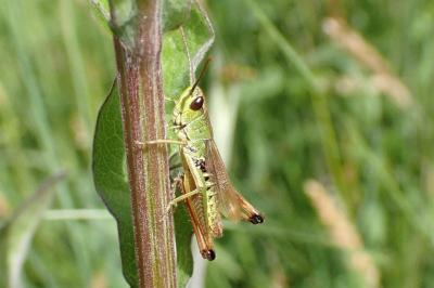 <i>Pseudochorthippus parallelus</i>