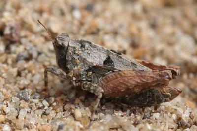 <i>Tetrix tenuicornis</i>