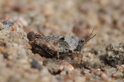 <i>Tetrix tenuicornis</i>