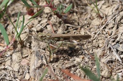 <i>Aiolopus thalassinus</i>
