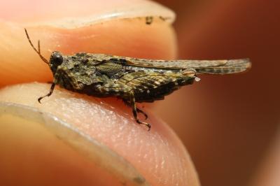 <i>Paratettix meridionalis</i>