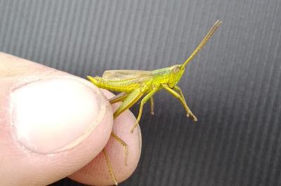 <i>Chrysochraon dispar</i>