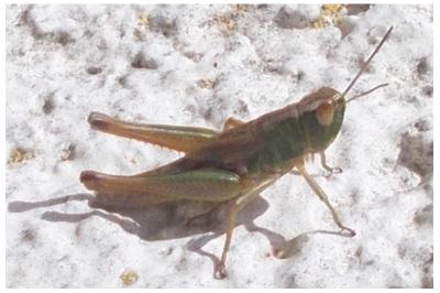 <i>Pseudochorthippus parallelus</i>
