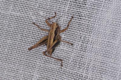 <i>Pholidoptera griseoaptera</i>