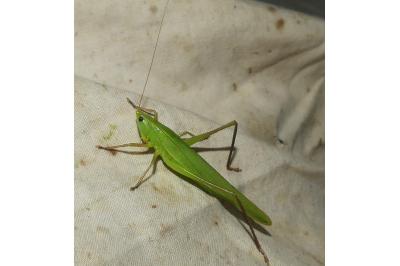 <i>Ruspolia nitidula</i>