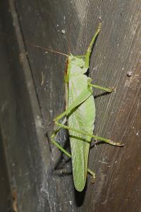 <i>Tettigonia viridissima</i>