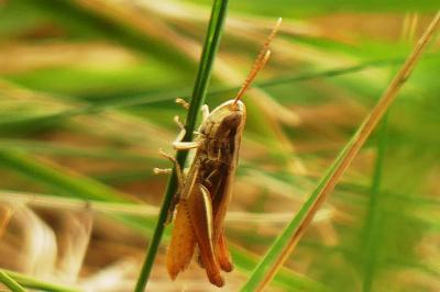 <i>Euchorthippus elegantulus</i>