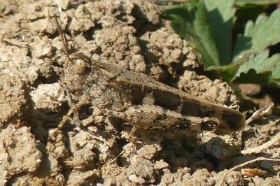 <i>Aiolopus strepens</i>