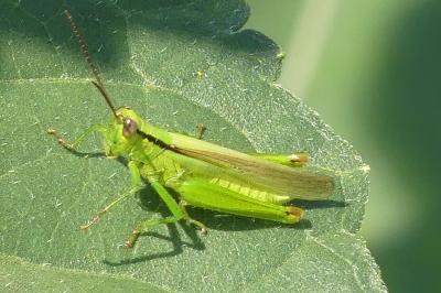 <i>Mecostethus parapleurus</i>
