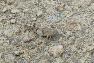 <i>Oedipoda caerulescens</i>
