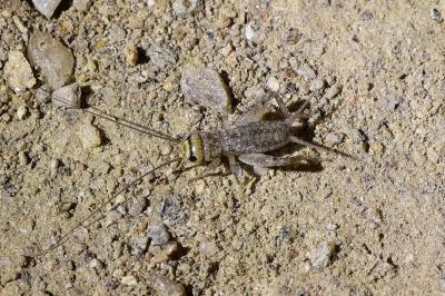 <i>Eumodicogryllus bordigalensis</i>