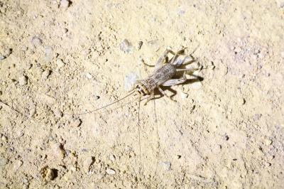 <i>Eumodicogryllus bordigalensis</i>