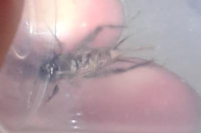 <i>Eumodicogryllus bordigalensis</i>