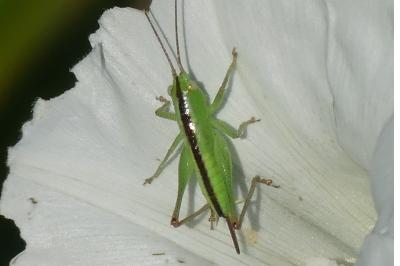 <i>Conocephalus fuscus</i>