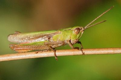 <i>Chorthippus dorsatus</i>