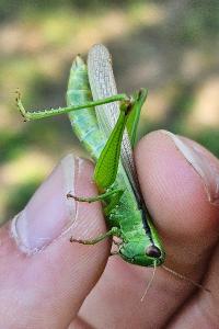 <i>Mecostethus parapleurus</i>