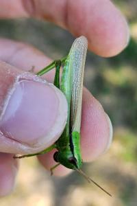 <i>Mecostethus parapleurus</i>