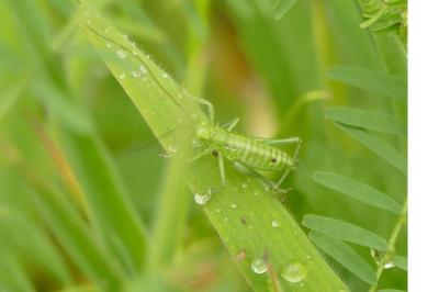 <i>Tettigonia viridissima</i>