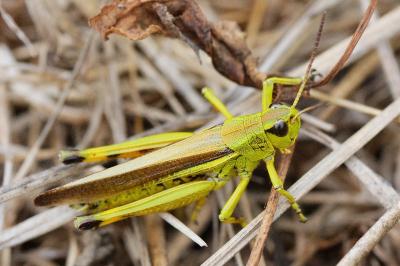 <i>Stethophyma grossum</i>