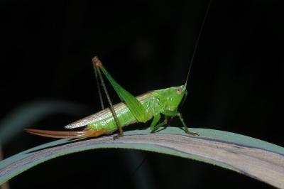 <i>Conocephalus fuscus</i>