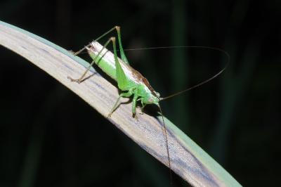 <i>Conocephalus fuscus</i>