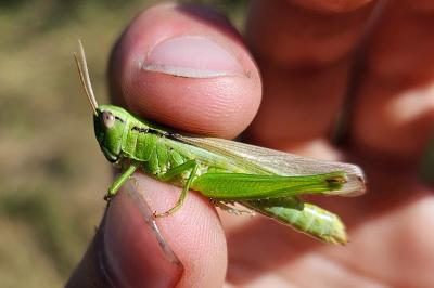 <i>Mecostethus parapleurus</i>