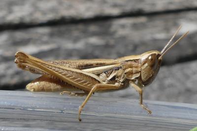 <i>Euchorthippus declivus</i>