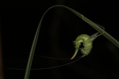 <i>Meconema meridionale</i>