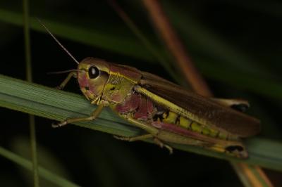 <i>Stethophyma grossum</i>