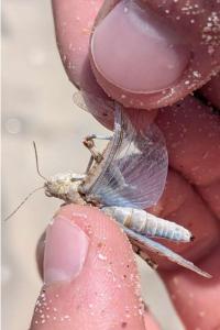 <i>Sphingonotus caerulans</i>
