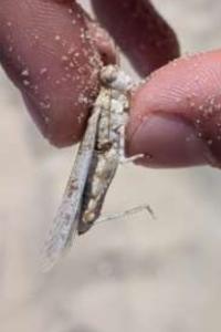 <i>Sphingonotus caerulans</i>