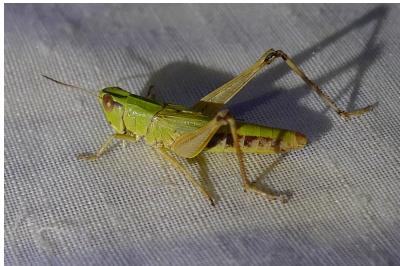<i>Pseudochorthippus parallelus</i>