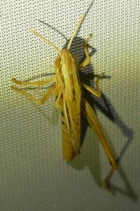 <i>Euchorthippus declivus</i>