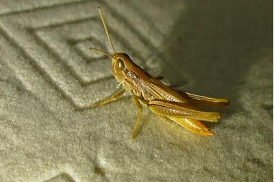 <i>Euchorthippus declivus</i>