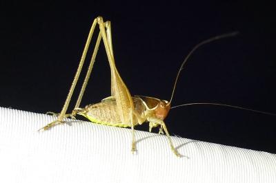 <i>Sepiana sepium</i>