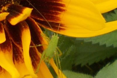 <i>Phaneroptera</i>