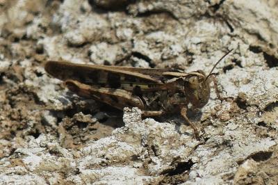 <i>Aiolopus strepens</i>