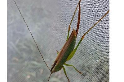 <i>Conocephalus fuscus</i>