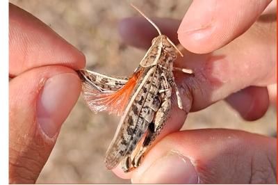 <i>Calliptamus italicus</i>